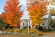 fall - photo